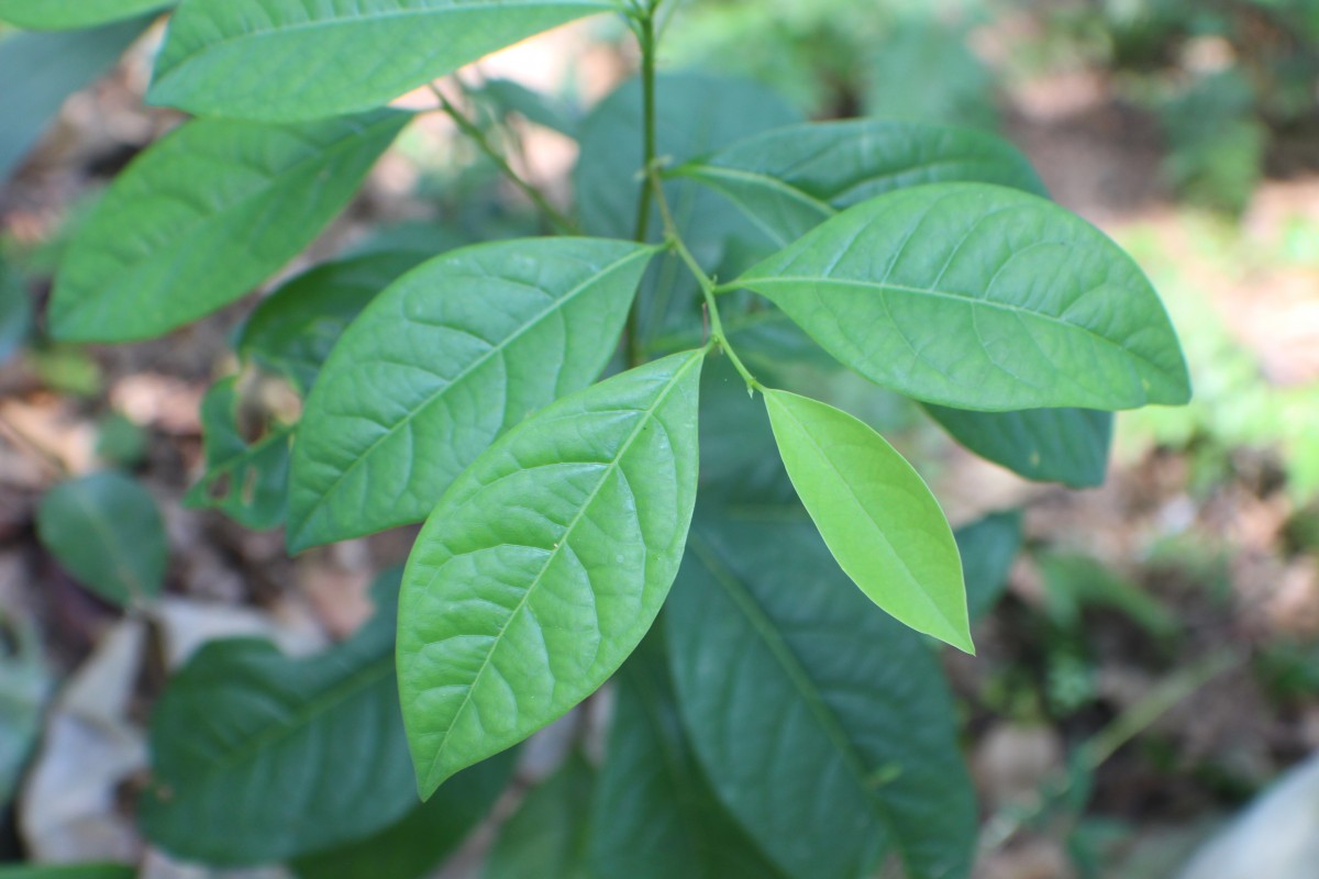 Margaritaria cyanosperma (Gaertn.) Airy Shaw